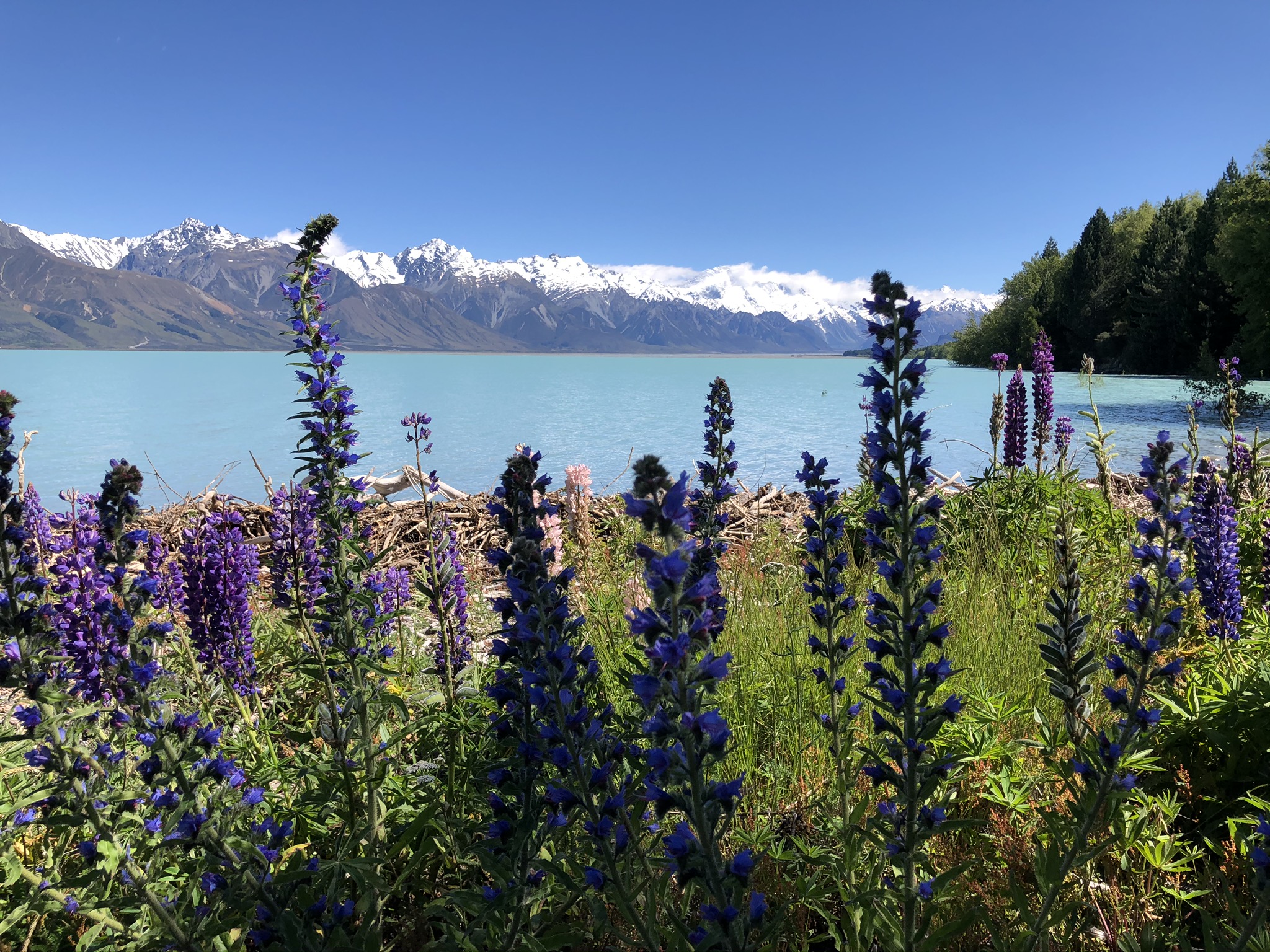 Lupins by Lake Pukaki